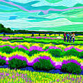 Lavender Fields of Washington Island